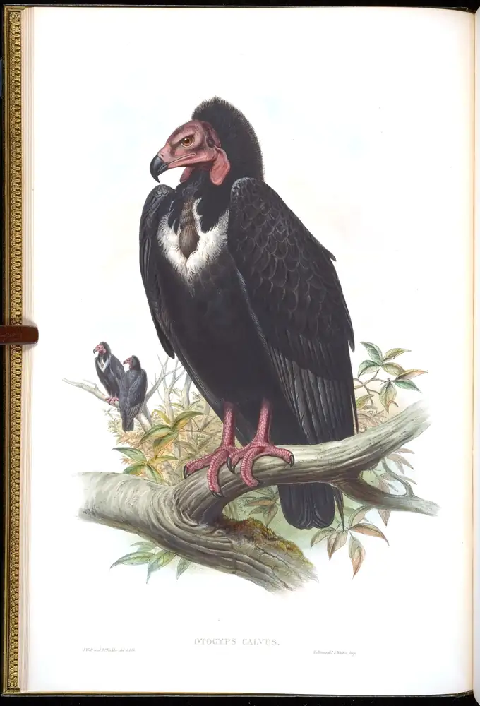 The whole sheet of volume I, plate 1, with its engraved caption