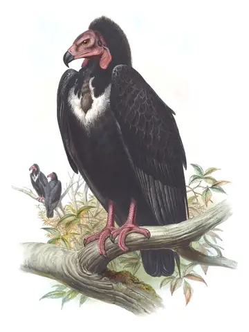 Volume I, plate 1 of Gould's The Birds of Asia: Red-headed Vulture (Sarcogyps calvus)