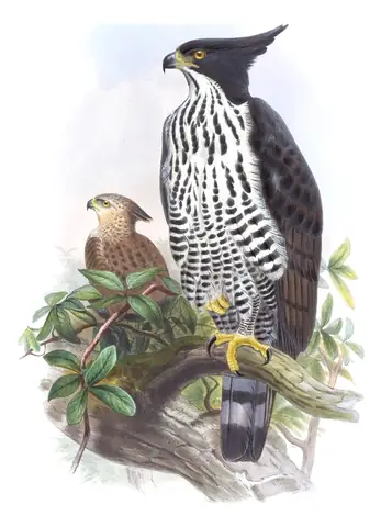 Volume I, plate 10 of Gould's The Birds of Asia: Blyth's Hawk-Eagle (Nisaetus alboniger)