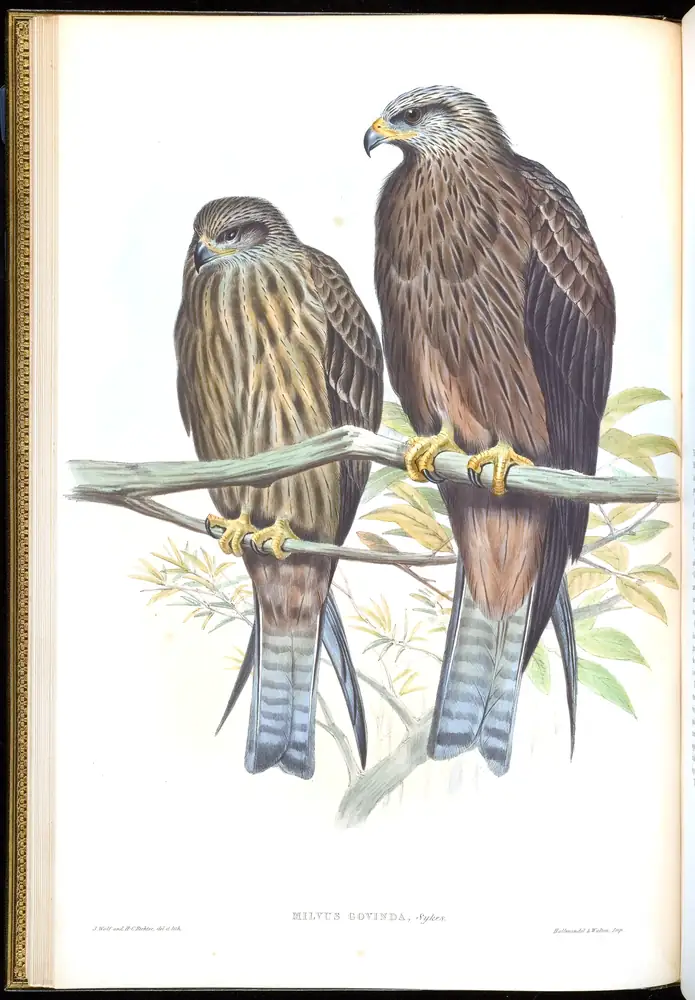 The whole sheet of volume I, plate 11, with its engraved caption
