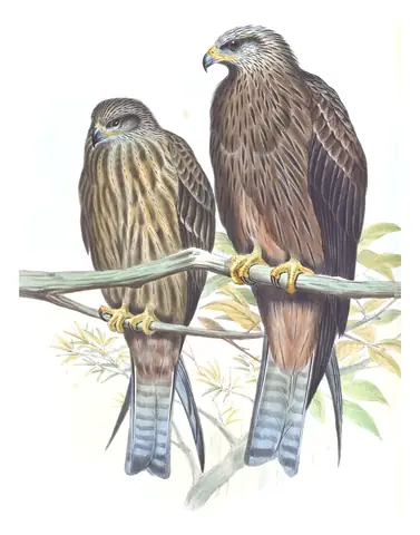 Volume I, plate 11 of Gould's The Birds of Asia: Black Kite (Milvus migrans)