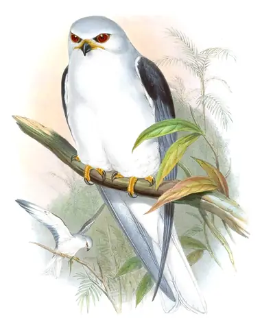 Volume I, plate 12 of Gould's The Birds of Asia: Black-winged Kite (Elanus caeruleus)