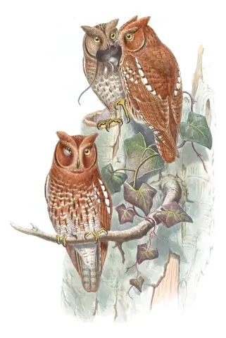 Volume I, plate 13 of Gould's The Birds of Asia: Oriental Scops-Owl (Otus sunia)