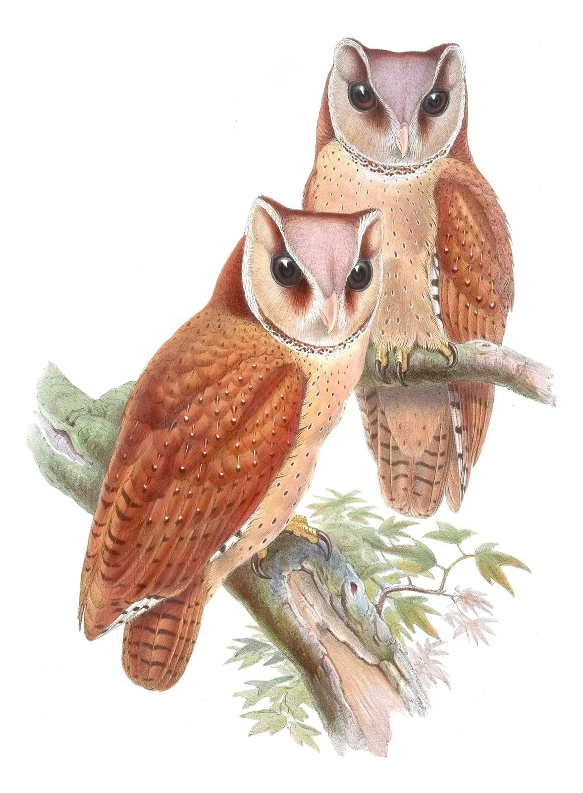 Volume I, plate 14 of Gould's The Birds of Asia: Oriental Bay-Owl (Phodilus badius)