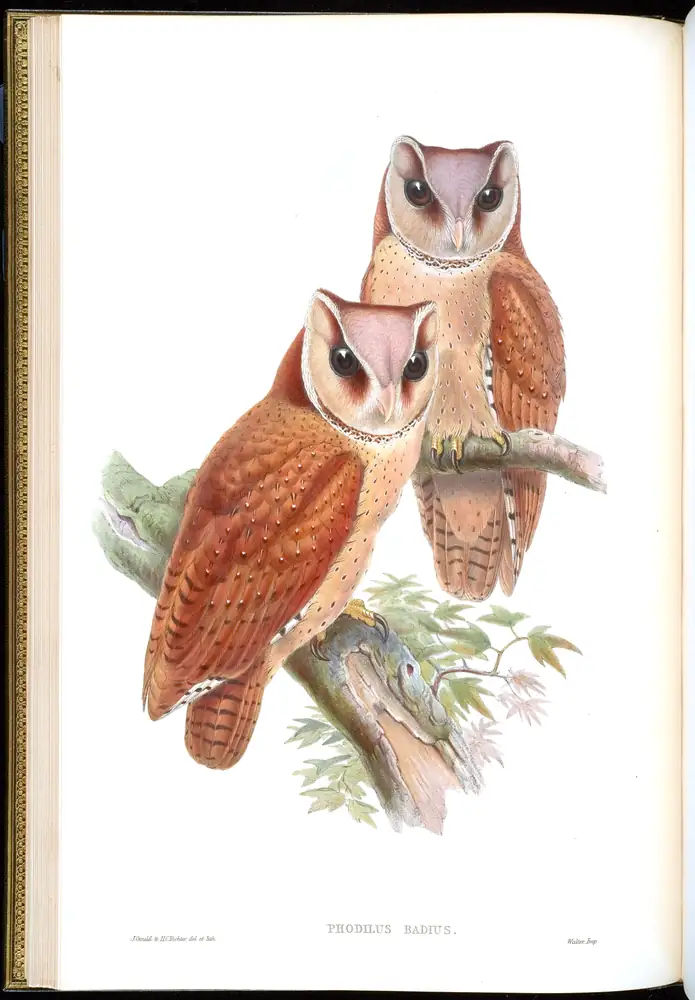 The whole sheet of volume I, plate 14, with its engraved caption