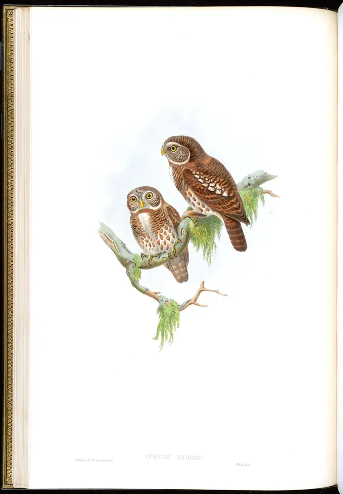 The whole sheet of volume I, plate 15, with its engraved caption