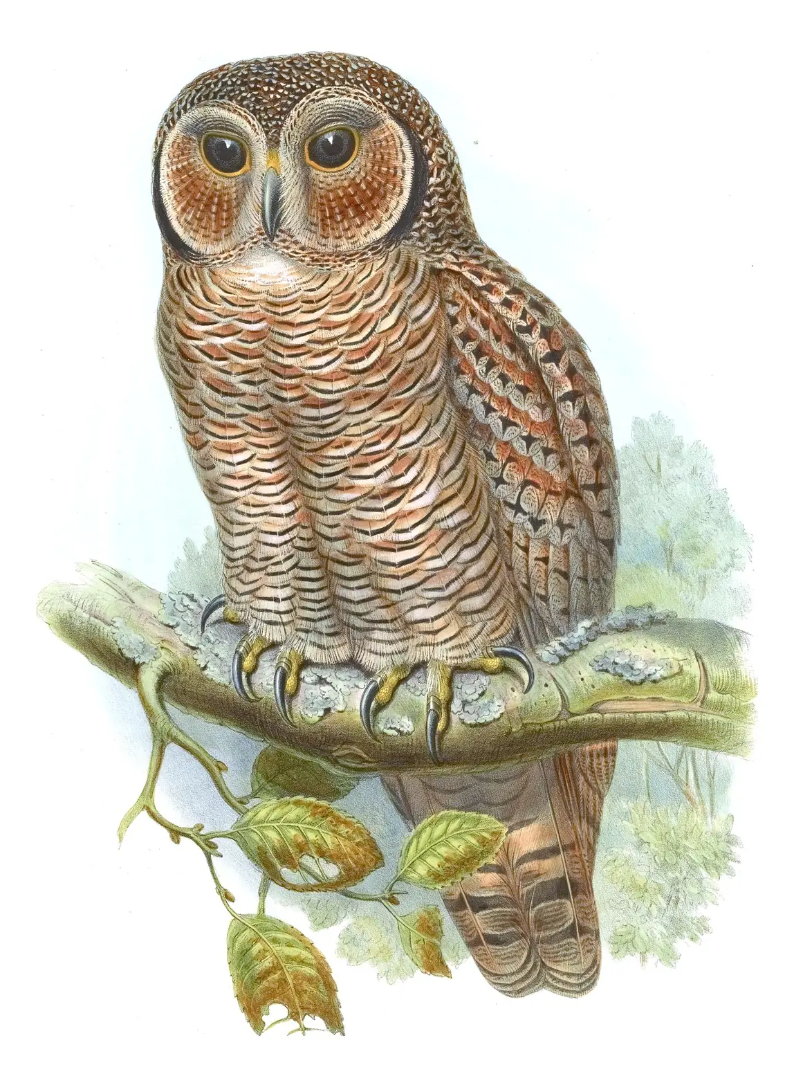 Volume I, plate 16 of Gould's The Birds of Asia: Mottled Wood-Owl (Strix ocellata)
