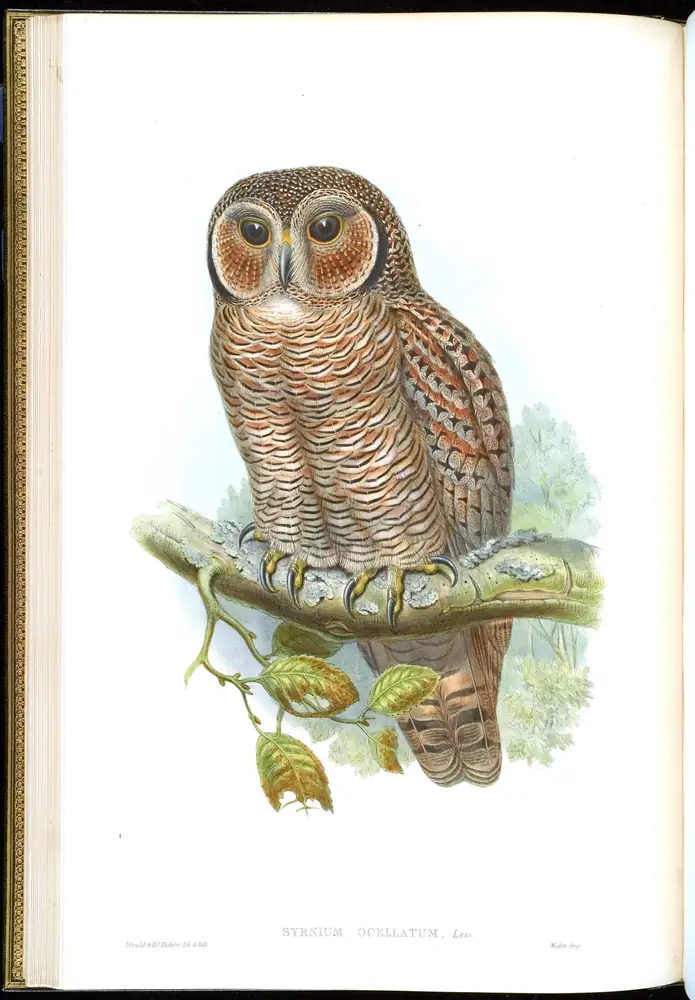 The whole sheet of volume I, plate 16, with its engraved caption