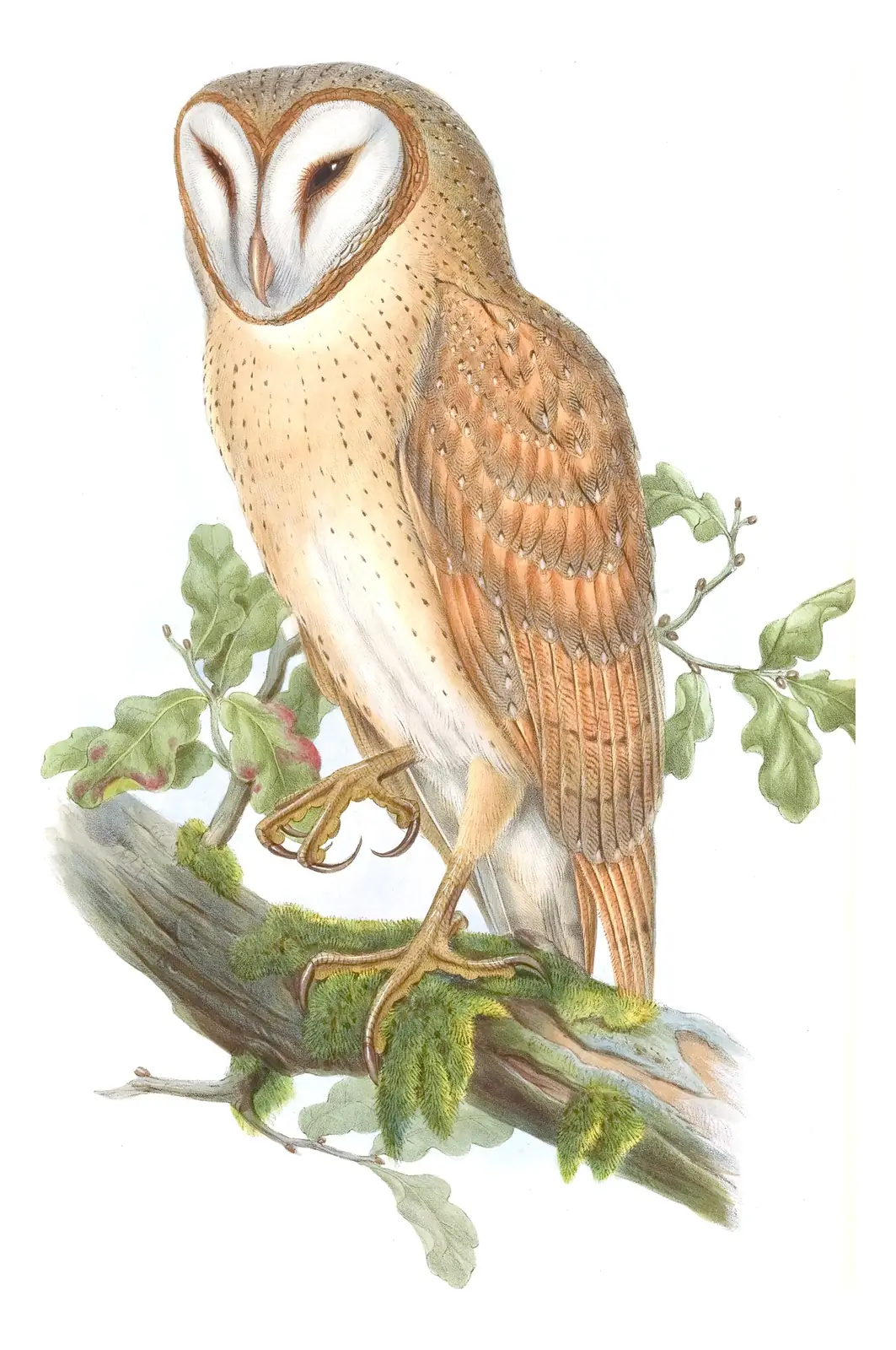 Volume I, plate 17 of Gould's The Birds of Asia: Eastern Barn Owl (Tyto javanica)