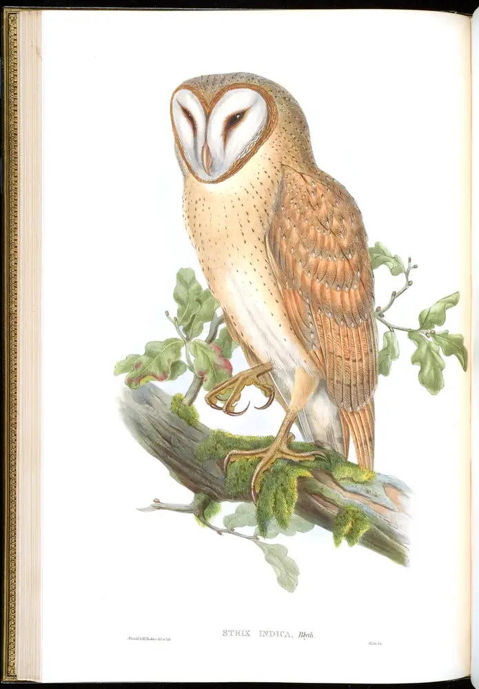 The whole sheet of volume I, plate 17, with its engraved caption