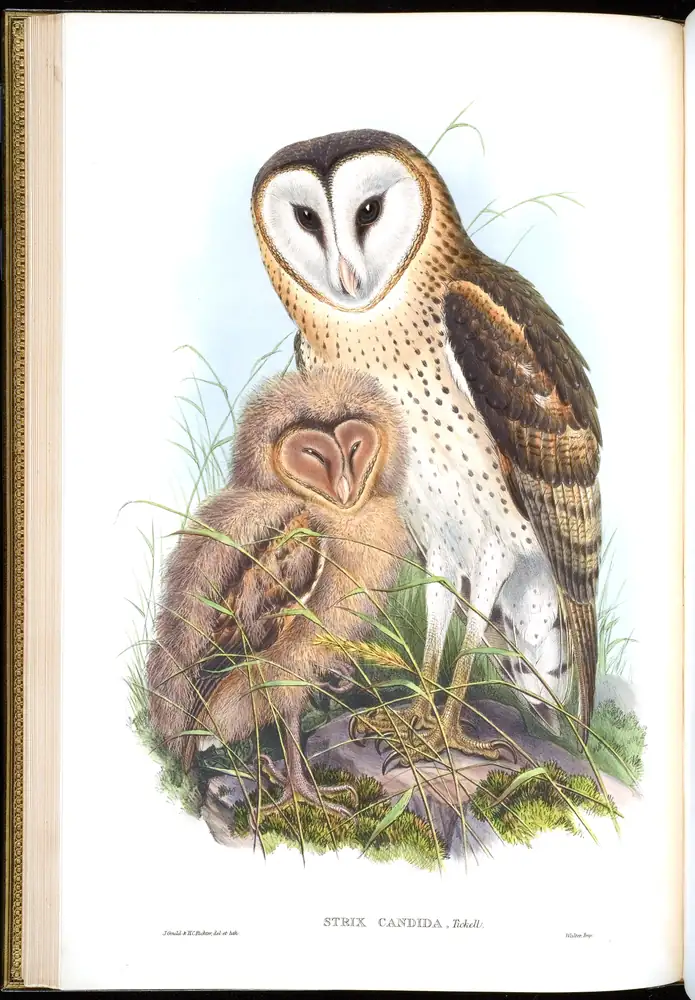 The whole sheet of volume I, plate 18, with its engraved caption