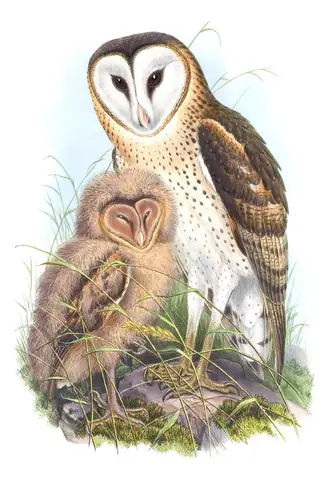 Volume I, plate 18 of Gould's The Birds of Asia: Australasian Grass-Owl (Tyto longimembris)