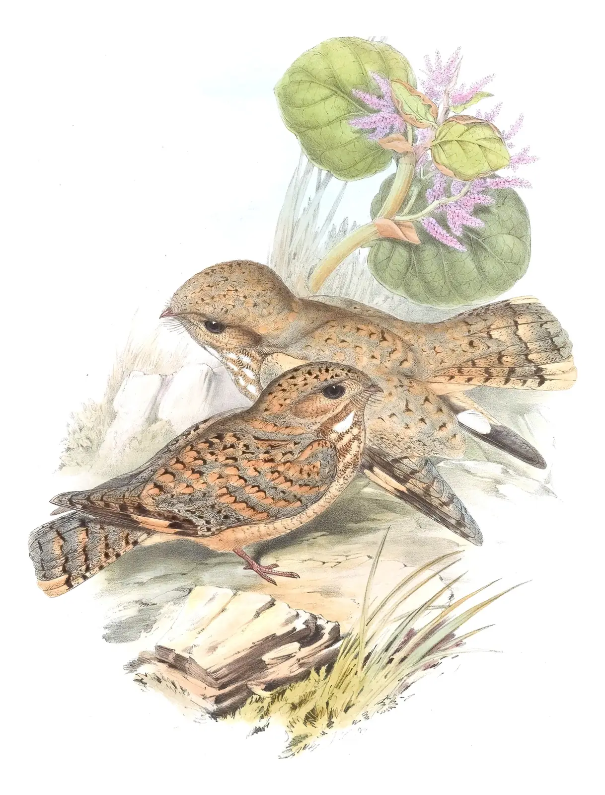 Volume I, plate 19 of Gould's The Birds of Asia: Sykes's Nightjar (Caprimulgus mahrattensis)