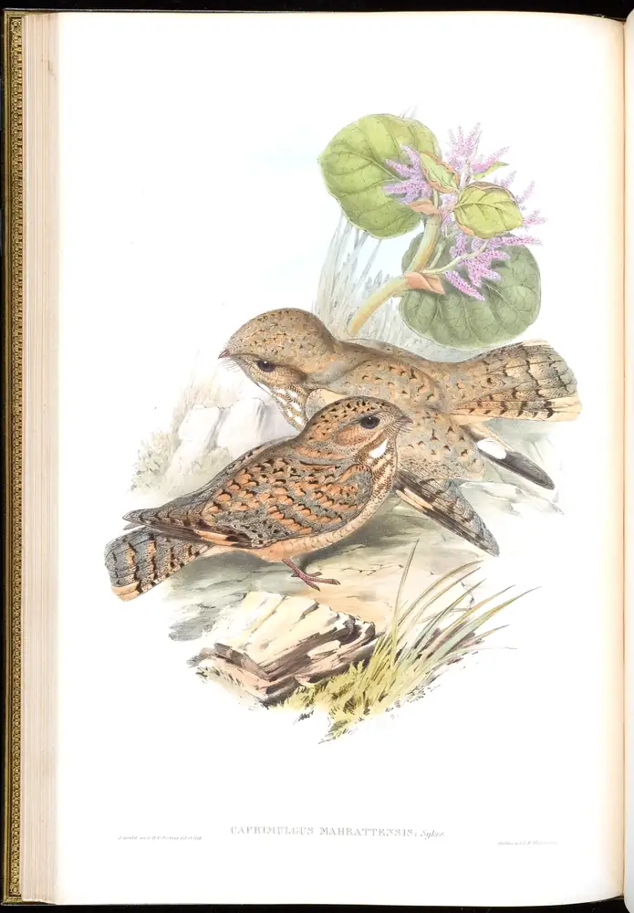 The whole sheet of volume I, plate 19, with its engraved caption
