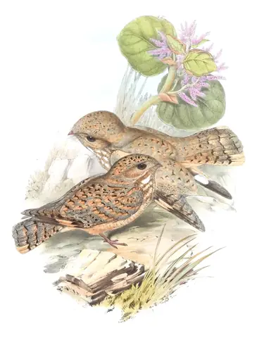 Volume I, plate 19 of Gould's The Birds of Asia: Sykes's Nightjar (Caprimulgus mahrattensis)