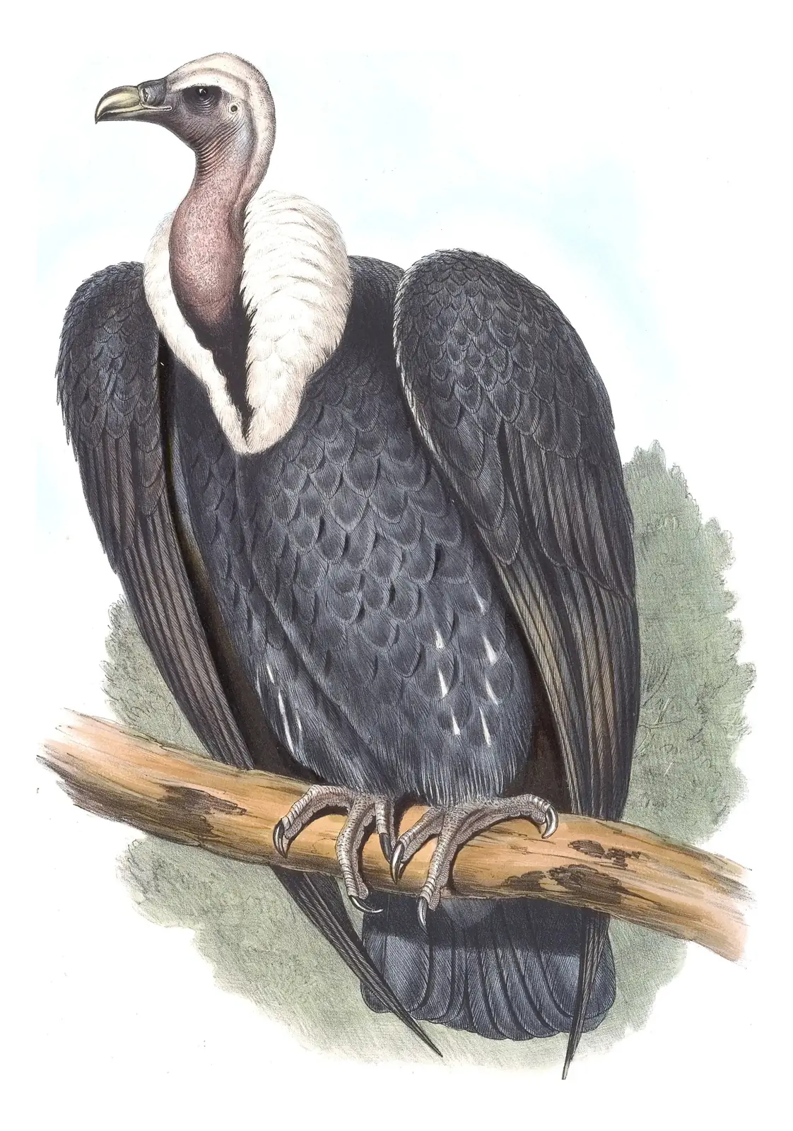 Volume I, plate 2 of Gould's The Birds of Asia: White-rumped Vulture (Gyps bengalensis)