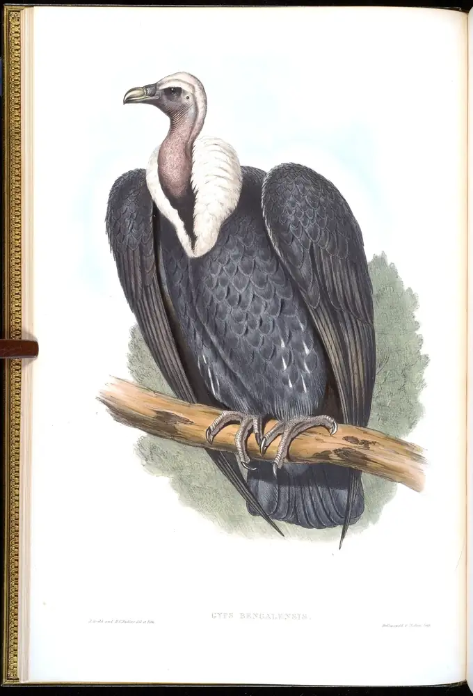 The whole sheet of volume I, plate 2, with its engraved caption