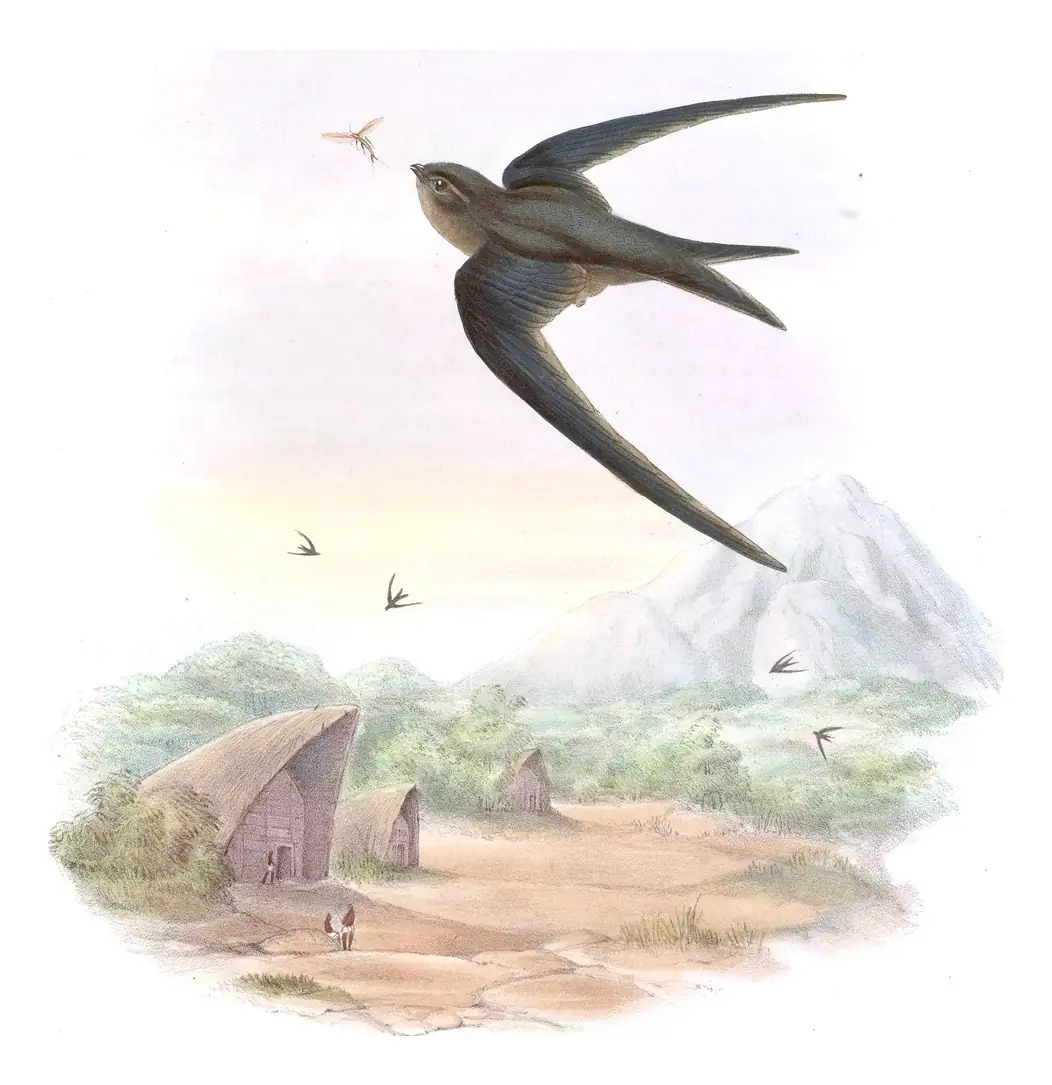 Volume I, plate 20 of Gould's The Birds of Asia: Asian Palm Swift (Cypsiurus balasiensis)