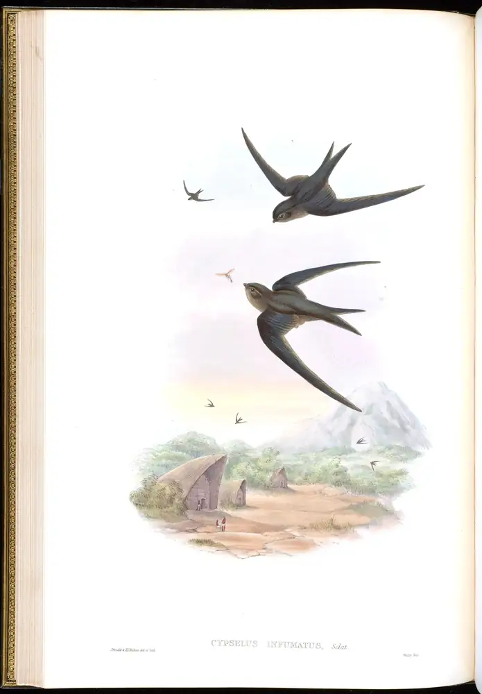 The whole sheet of volume I, plate 20, with its engraved caption