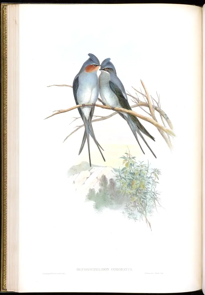 The whole sheet of volume I, plate 21, with its engraved caption