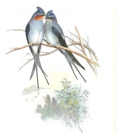 Volume I, plate 21 of Gould's The Birds of Asia: Crested Treeswift (Hemiprocne coronata)