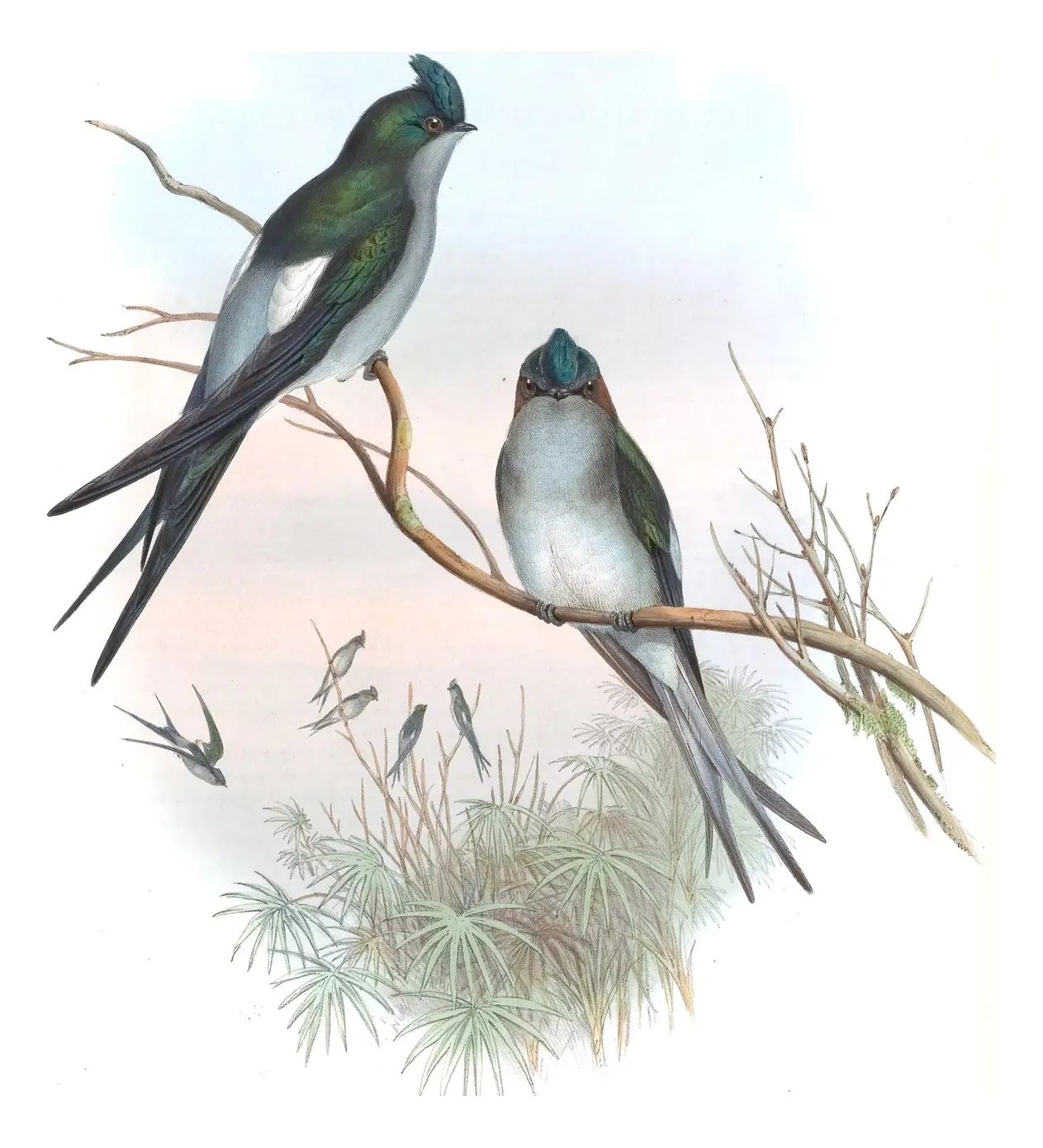 Volume I, plate 22 of Gould's The Birds of Asia: Gray-rumped Treeswift (Hemiprocne longipennis)