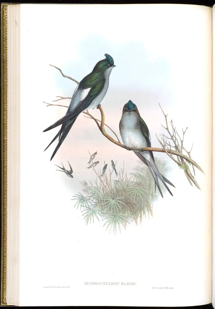 The whole sheet of volume I, plate 22, with its engraved caption