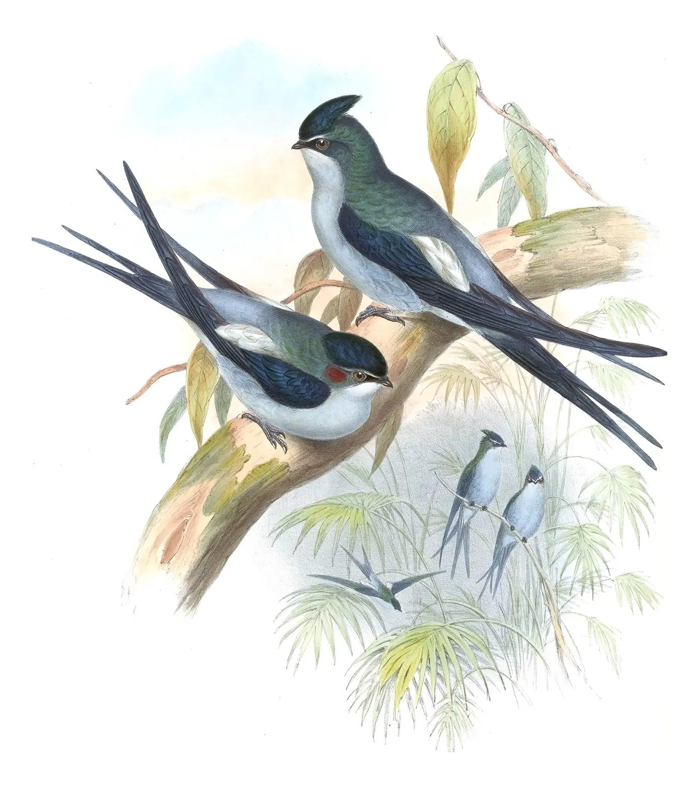 Volume I, plate 23 of Gould's The Birds of Asia: Gray-rumped Treeswift (Hemiprocne longipennis)