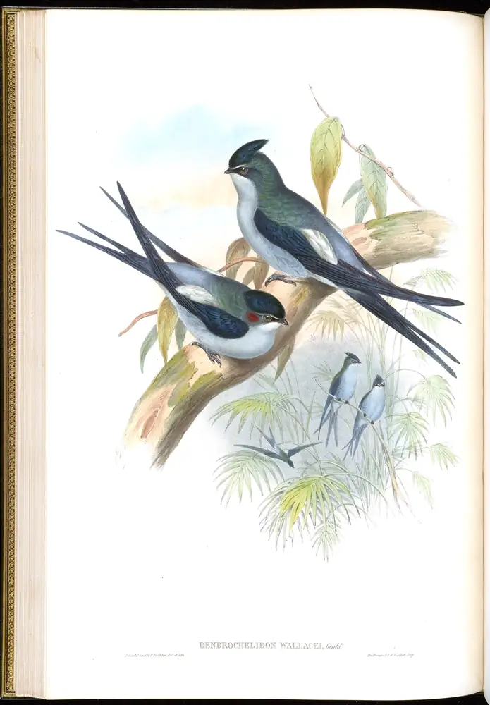 The whole sheet of volume I, plate 23, with its engraved caption