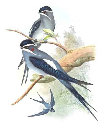 Volume I, plate 24 of Gould's The Birds of Asia: Moustached Treeswift (Hemiprocne mystacea)