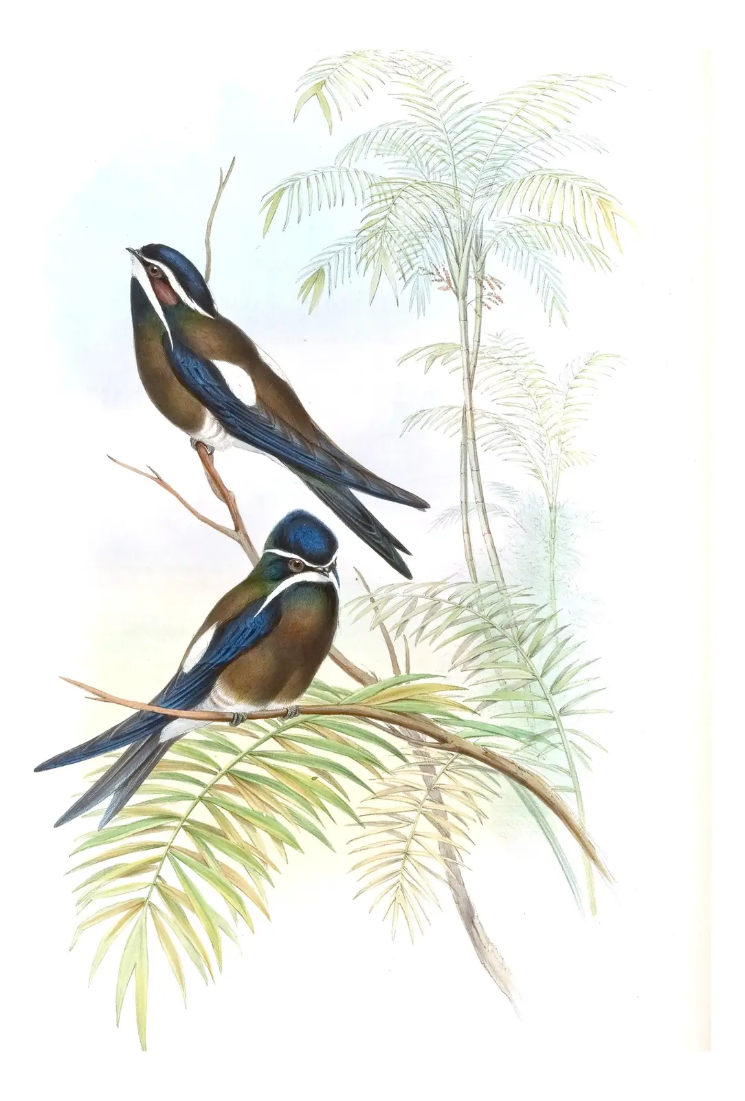 Volume I, plate 25 of Gould's The Birds of Asia: Whiskered Treeswift (Hemiprocne comata)