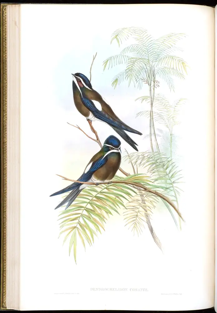 The whole sheet of volume I, plate 25, with its engraved caption