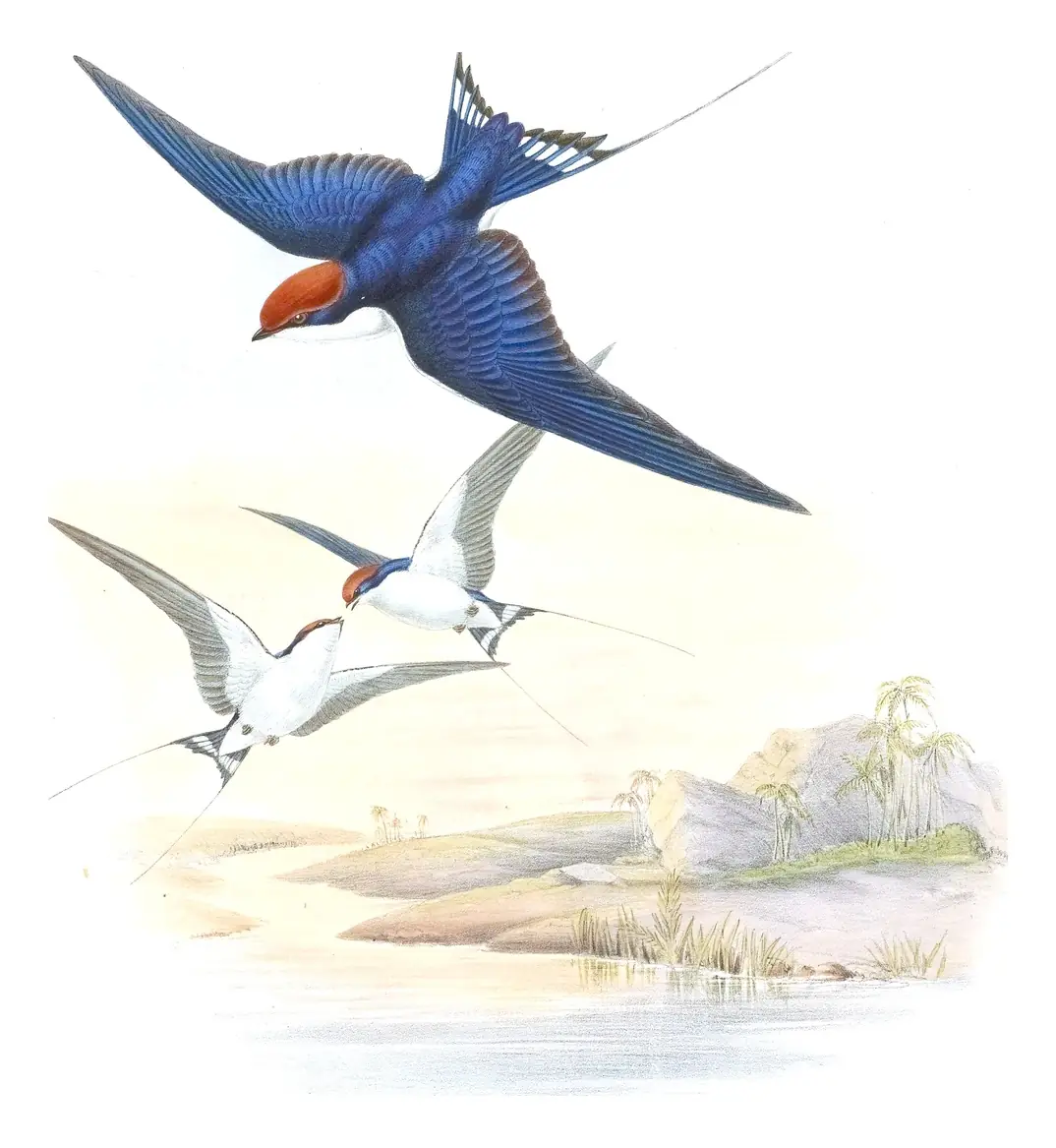 Volume I, plate 26 of Gould's The Birds of Asia: Wire-tailed Swallow (Hirundo smithii)