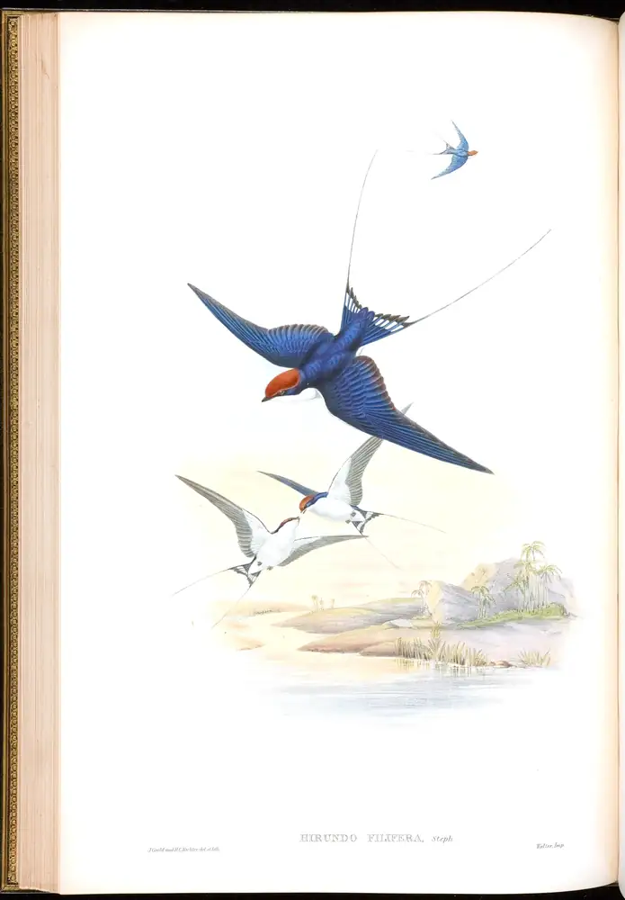 The whole sheet of volume I, plate 26, with its engraved caption