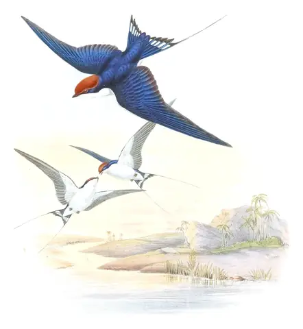 Volume I, plate 26 of Gould's The Birds of Asia: Wire-tailed Swallow (Hirundo smithii)