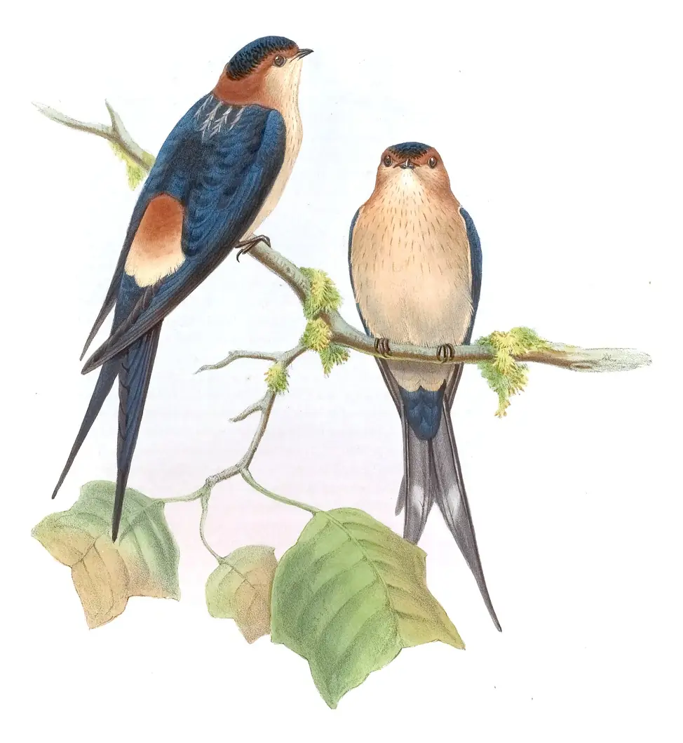 Volume I, plate 27 of Gould's The Birds of Asia: European Red-rumped Swallow (Cecropis rufula)