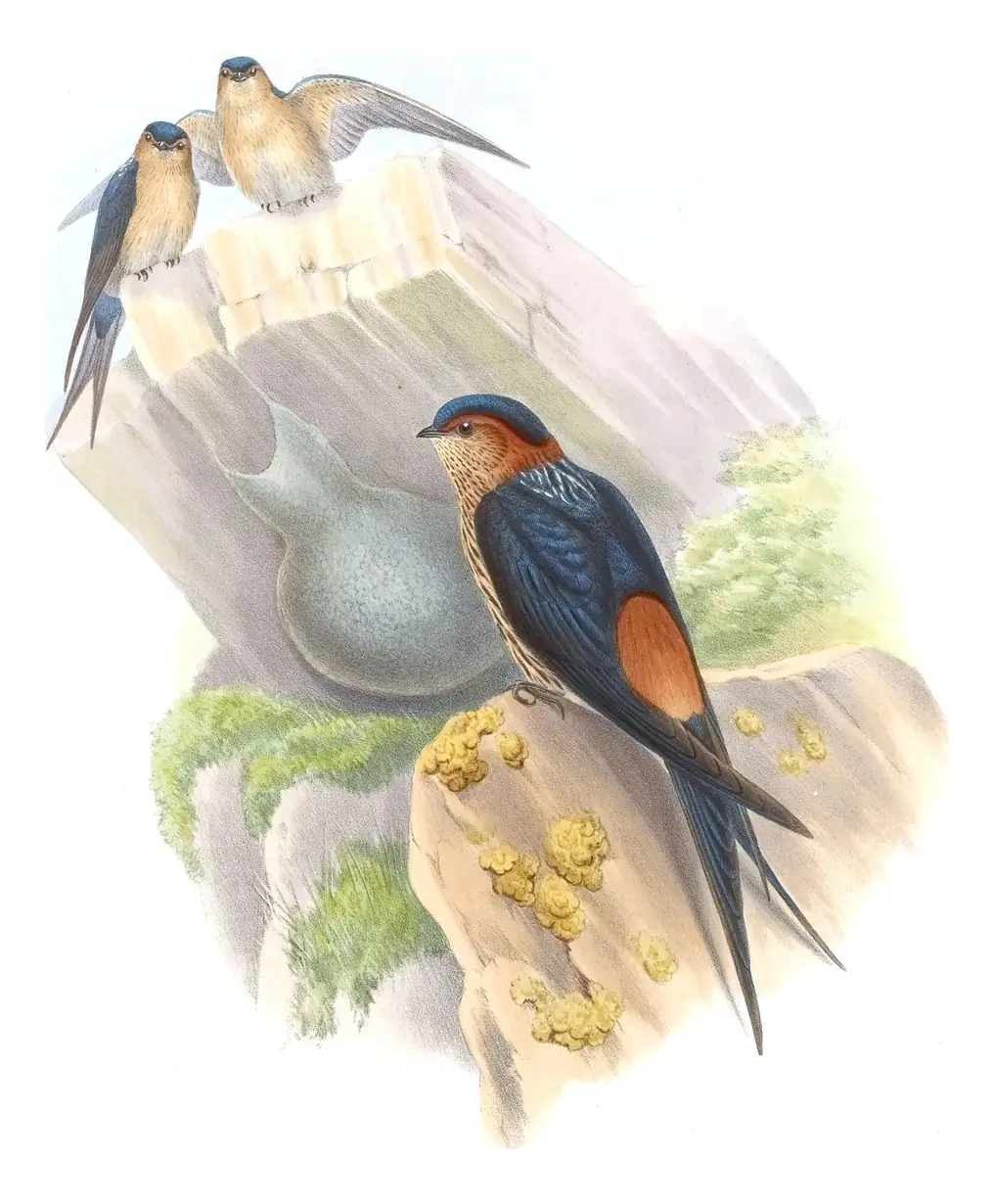 Volume I, plate 28 of Gould's The Birds of Asia: Eastern Red-rumped Swallow (Cecropis daurica)