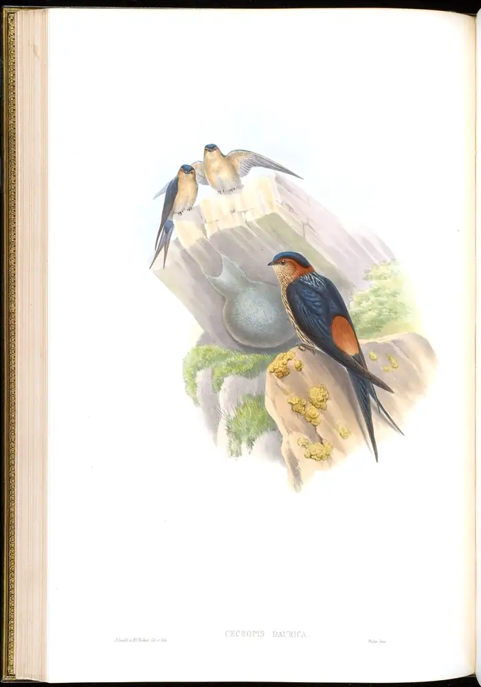 The whole sheet of volume I, plate 28, with its engraved caption