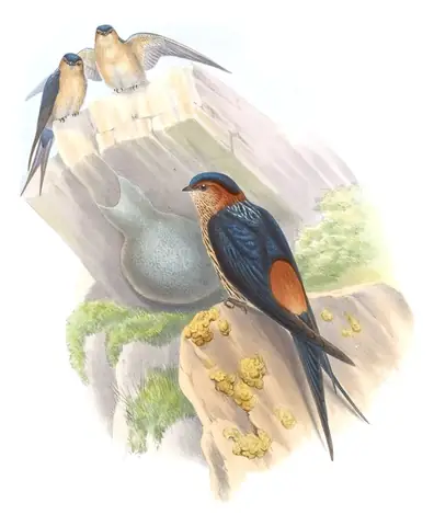 Volume I, plate 28 of Gould's The Birds of Asia: Eastern Red-rumped Swallow (Cecropis daurica)