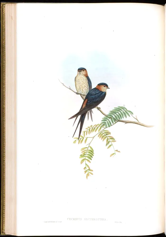 The whole sheet of volume I, plate 29, with its engraved caption