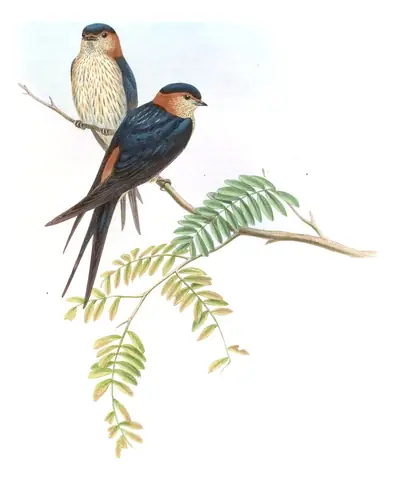Volume I, plate 29 of Gould's The Birds of Asia: Eastern Red-rumped Swallow (Cecropis daurica)