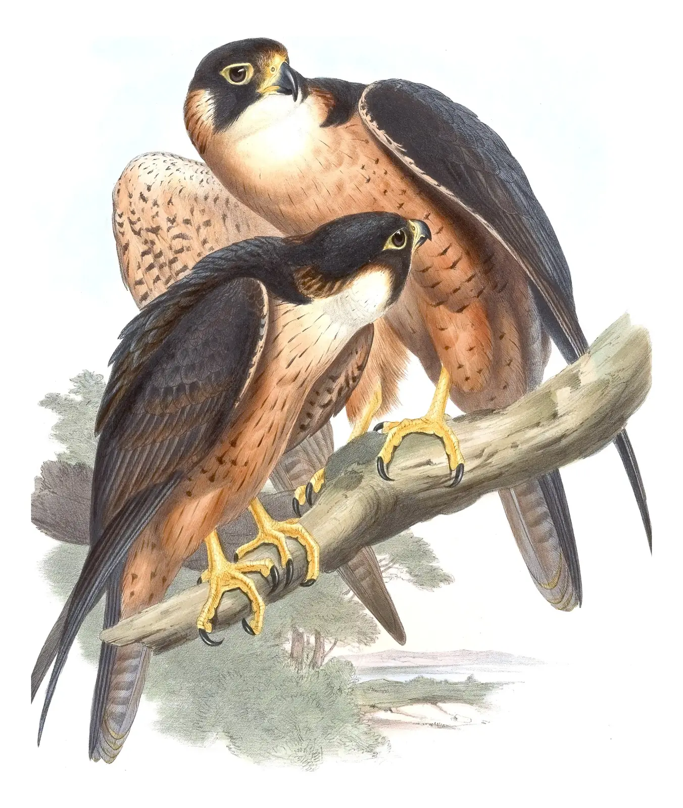 Volume I, plate 3 of Gould's The Birds of Asia: Peregrine Falcon (Falco peregrinus)