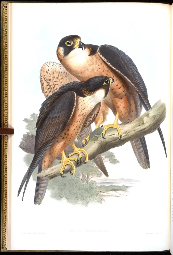 The whole sheet of volume I, plate 3, with its engraved caption
