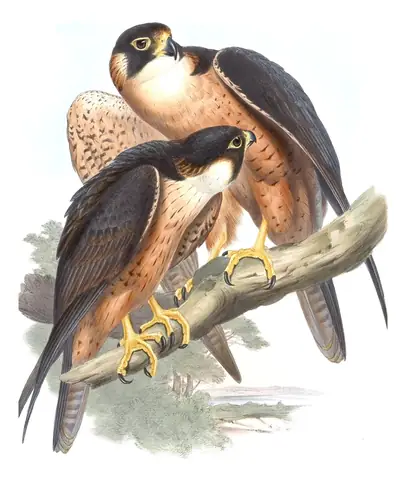 Volume I, plate 3 of Gould's The Birds of Asia: Peregrine Falcon (Falco peregrinus)
