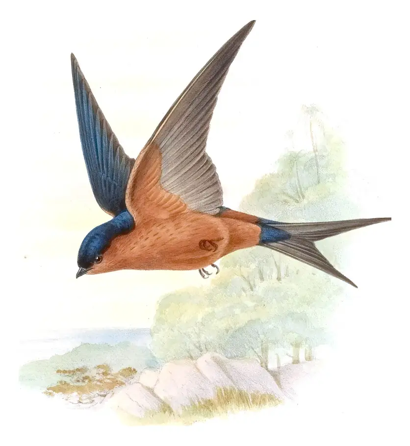 Volume I, plate 30 of Gould's The Birds of Asia: Sri Lanka Swallow (Cecropis hyperythra)