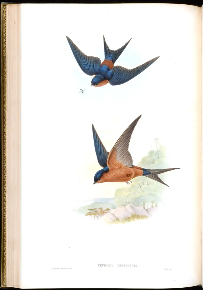 The whole sheet of volume I, plate 30, with its engraved caption