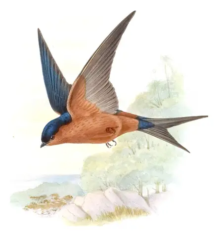 Volume I, plate 30 of Gould's The Birds of Asia: Sri Lanka Swallow (Cecropis hyperythra)