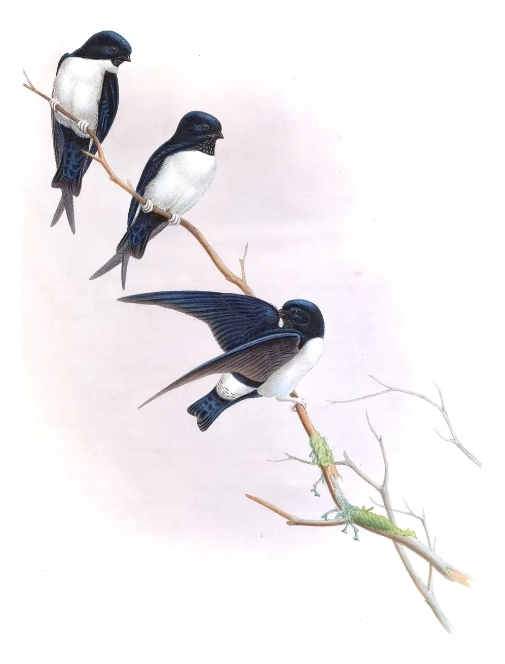 Volume I, plate 31 of Gould's The Birds of Asia: Nepal House-Martin (Delichon nipalense)