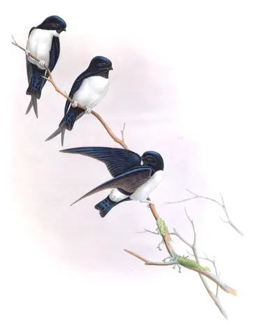 Volume I, plate 31 of Gould's The Birds of Asia: Nepal House-Martin (Delichon nipalense)