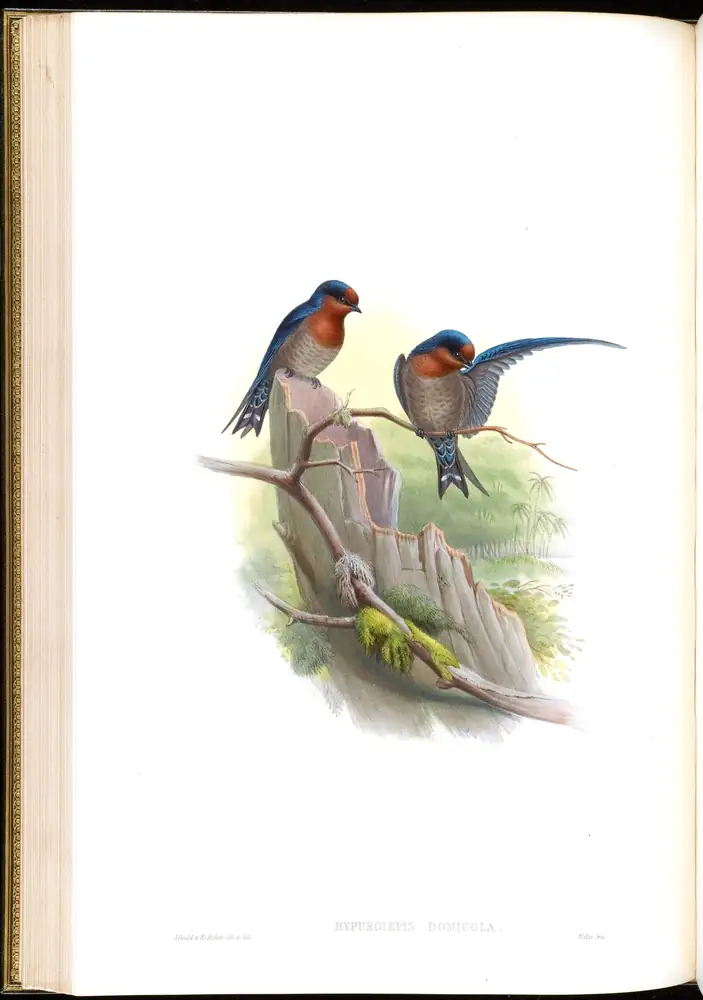 The whole sheet of volume I, plate 32, with its engraved caption